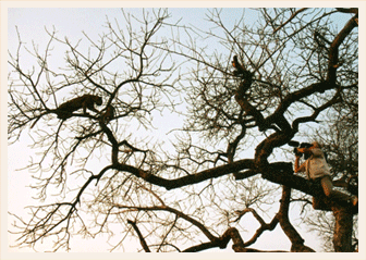 etienne verhaegn dans arbre